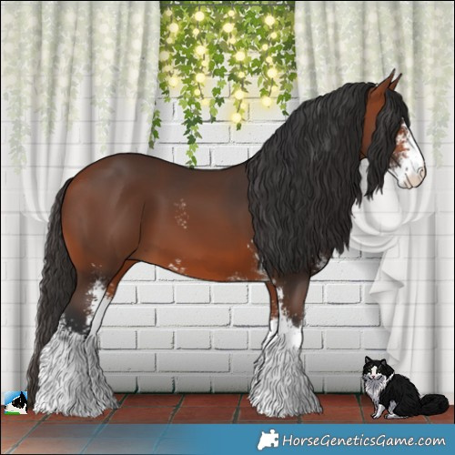 Horse Color:Bay Sabino 