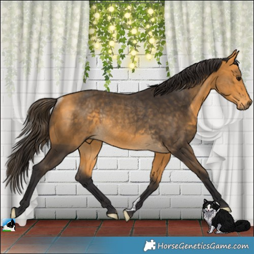 Horse Color:Buckskin Rabicano 