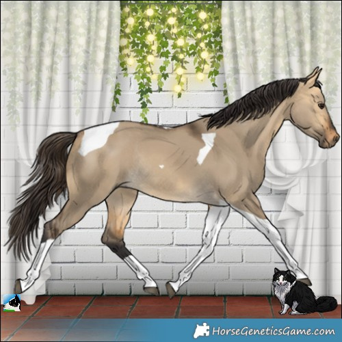 Horse Color:Buckskin Dun Tobiano Rabicano 