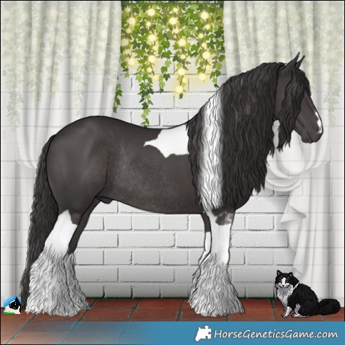 Horse Color:Smoky Black Tobiano Rabicano 