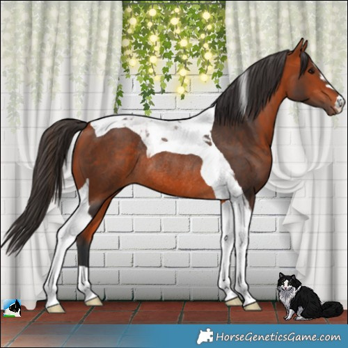 Horse Color:Bay Tobiano Rabicano 