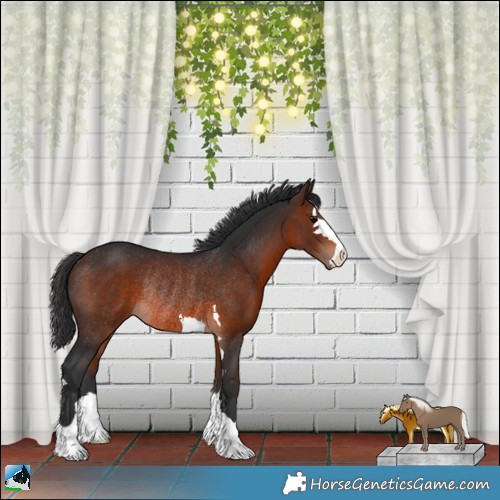 Horse Color:Brown Mushroom Rabicano 