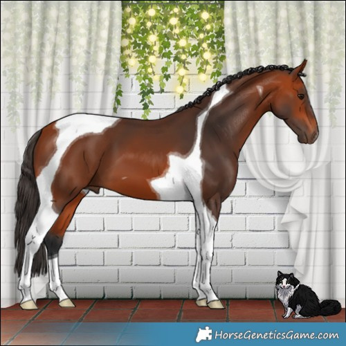 Horse Color:Bay Tobiano 