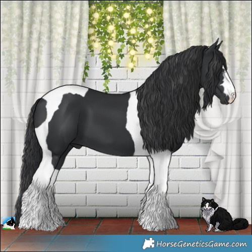 Horse Color:Black Tobiano 
