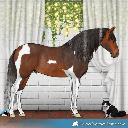 Horse Color:Bay Tobiano Rabicano 
