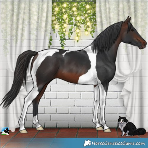 Horse Color:Brown Tobiano 
