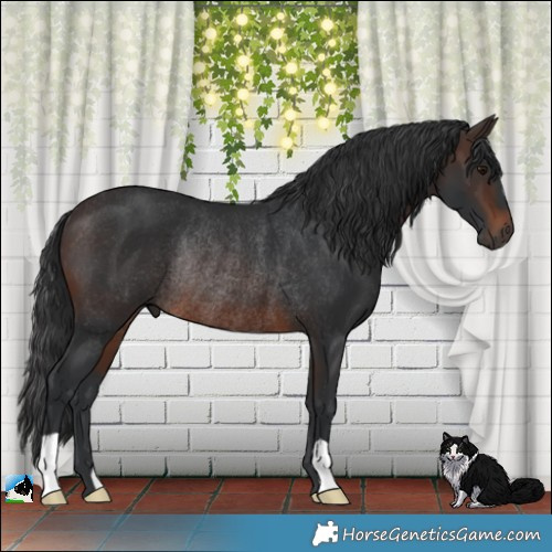 Horse Color:Brown Rabicano 