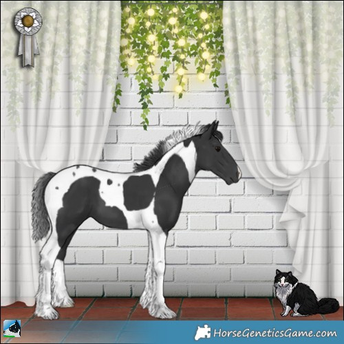 Horse Color:Black Mushroom Tobiano 
