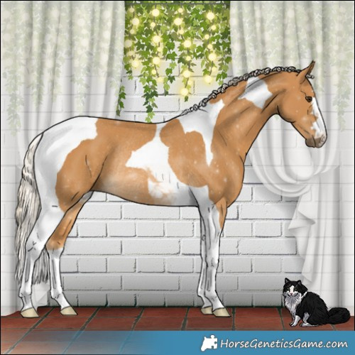 Horse Color:Palomino Tobiano Rabicano 