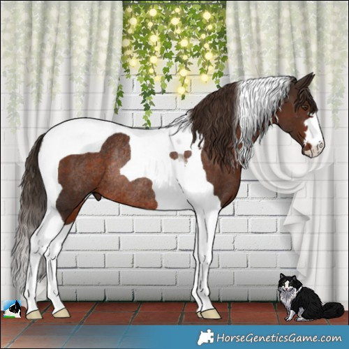 Horse Color:Liver Chestnut Tobiano Rabicano 