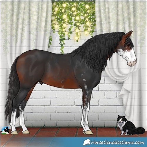Horse Color:Bay Sabino 
