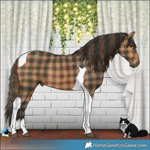 Horse Color:Plaid  Bay Tobiano Rabicano 