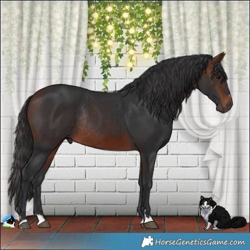Horse Color:Brown Rabicano 