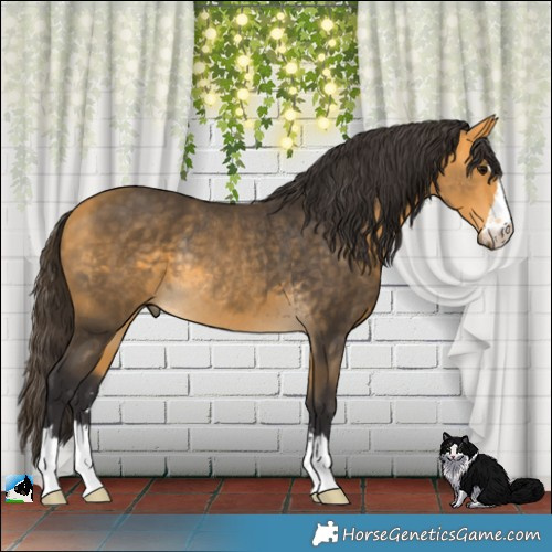 Horse Color:Buckskin Rabicano 