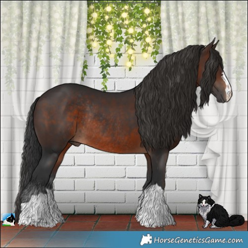 Horse Color:Brown Rabicano 