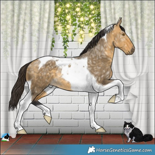 Horse Color:Buckskin Ice Dun Mushroom Tobiano Rabicano Brindle 
