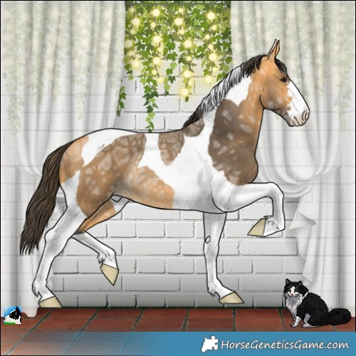 Horse Color:Buckskin Ice Tobiano Rabicano 