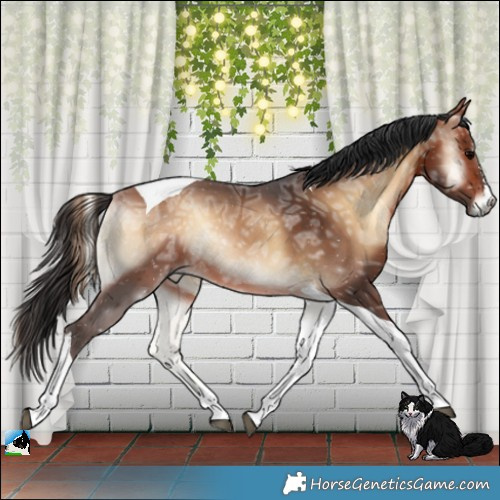 Horse Color:Bay Ice Onyx Tobiano Rabicano 
