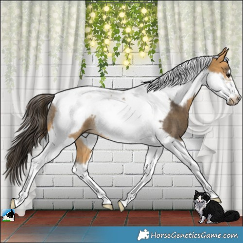 Horse Color:Buckskin Tobiano Frame Rabicano 