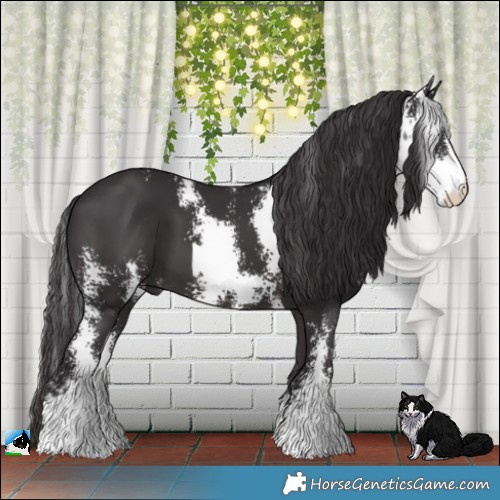Horse Color:Smoky Black Sabino 