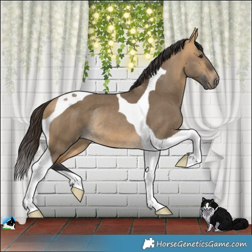 Horse Color:Buckskin Dun Tobiano Rabicano 