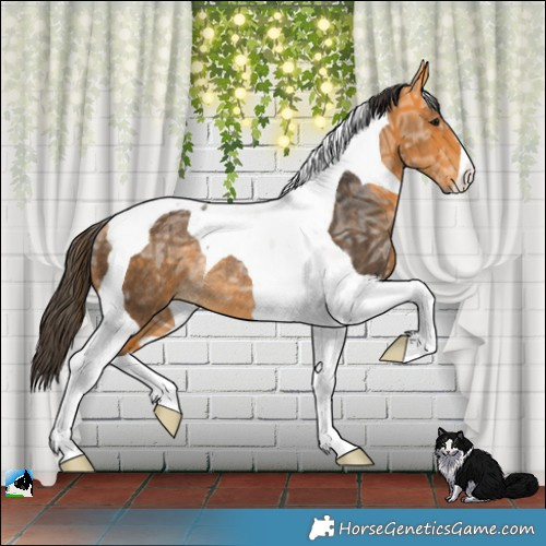 Horse Color:Buckskin Ice Tobiano Rabicano 