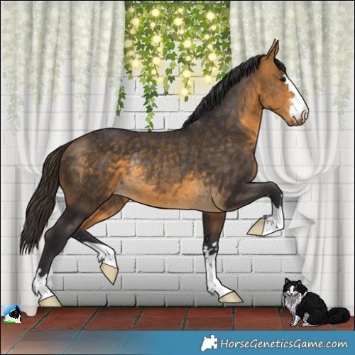 Horse Color:Buckskin Rabicano 