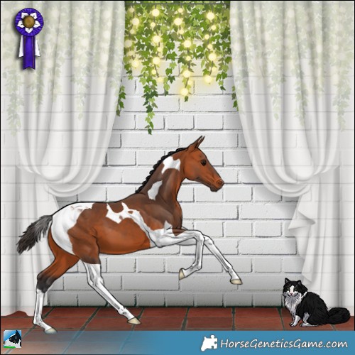 Horse Color:Bay Tobiano 