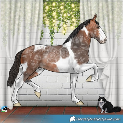 Horse Color:Bay Ice Tobiano Rabicano 