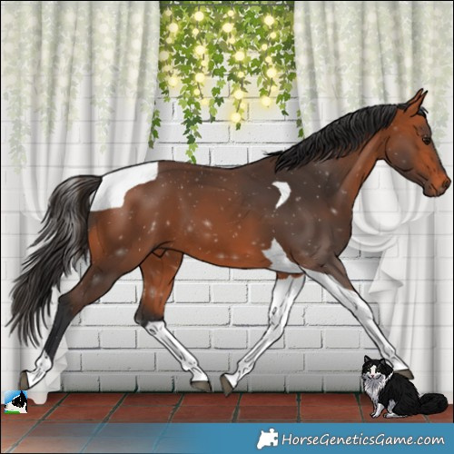 Horse Color:Bay Tobiano 