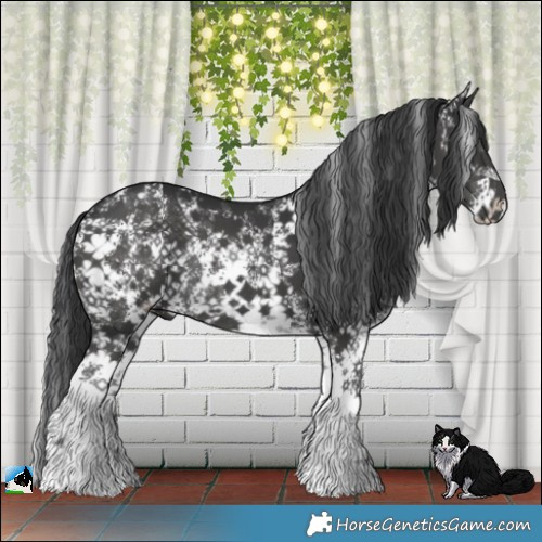 Horse Color:Black Sabino Rabicano 