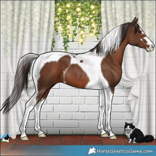 Horse Color:Liver Chestnut Tobiano 