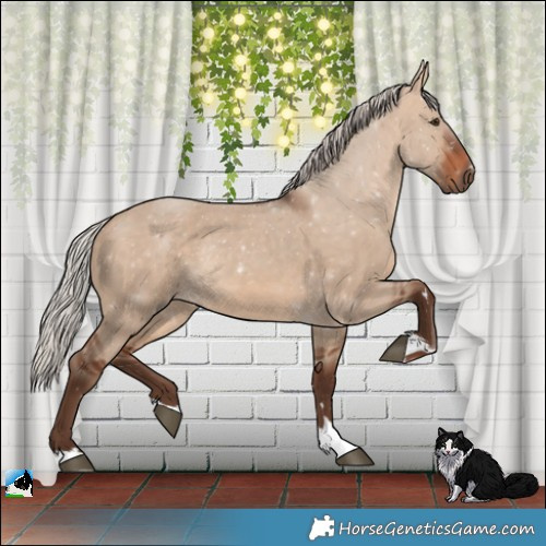 Horse Color:Silver Brown Dun Rabicano 
