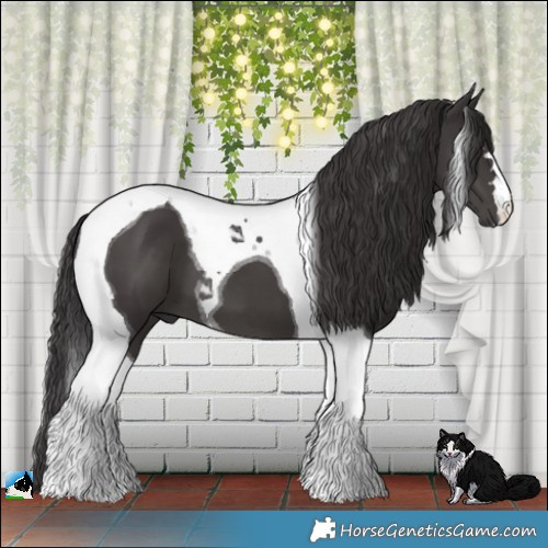 Horse Color:Smoky Black Tobiano 