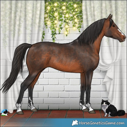 Horse Color:Brown Rabicano 
