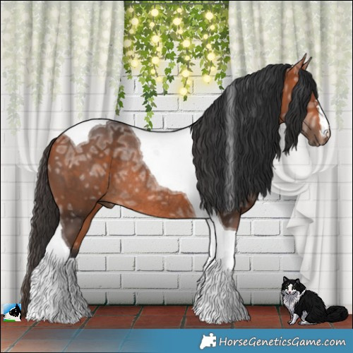 Horse Color:Bay Ice Tobiano Rabicano 