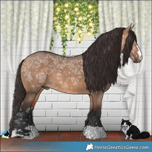 Horse Color:Bay Ice Dun 