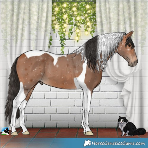Horse Color:Bay Tobiano 