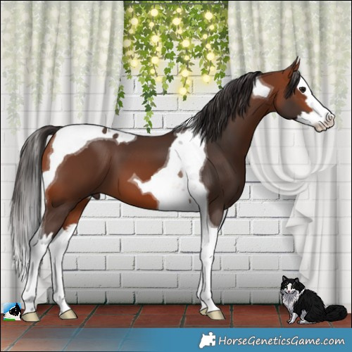 Horse Color:Bay Splash Tobiano 
