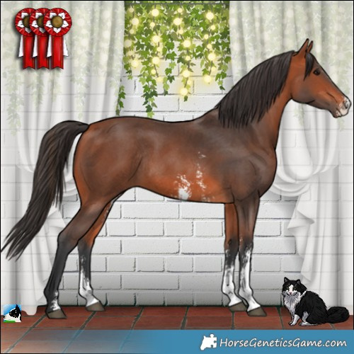 Horse Color:Bay Sabino Rabicano 