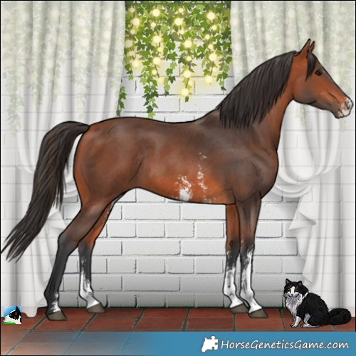 Horse Color:Bay Sabino Rabicano 