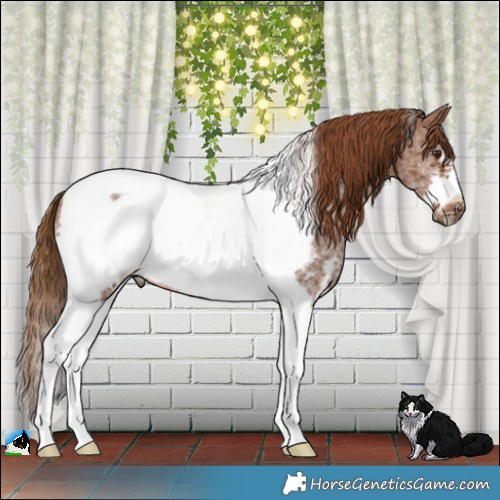 Horse Color:Chestnut Sabino Tobiano Frame Rabicano 