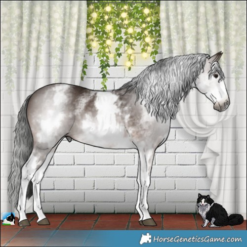 Horse Color:Gray White Spotted Bay 