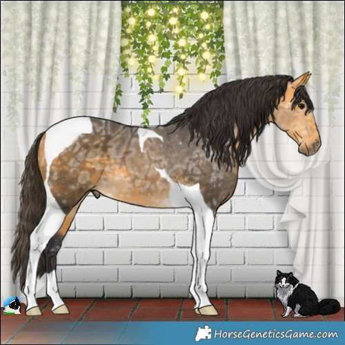 Horse Color:Buckskin Ice Tobiano Rabicano 