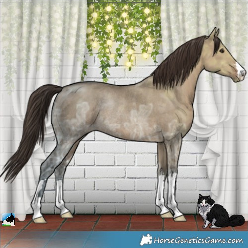 Horse Color:Liver Red Dun Ice Rabicano 