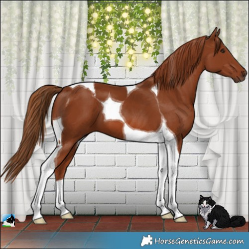Horse Color:Chestnut Tobiano 