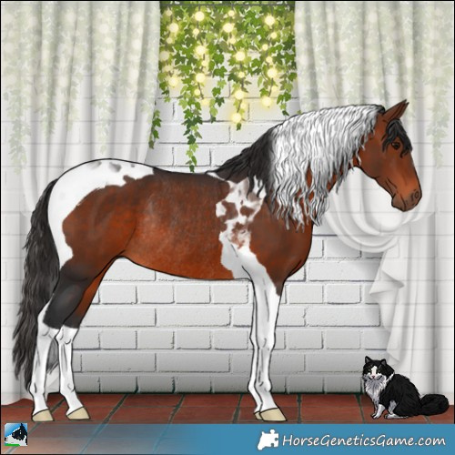 Horse Color:Bay Tobiano Rabicano