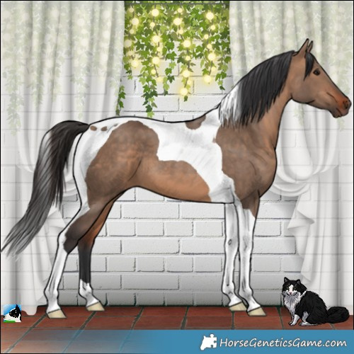 Horse Color:Bay Dun Tobiano 