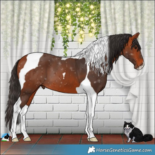 Horse Color:Bay Tobiano 