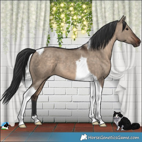 Horse Color:Brown Dun Tobiano 